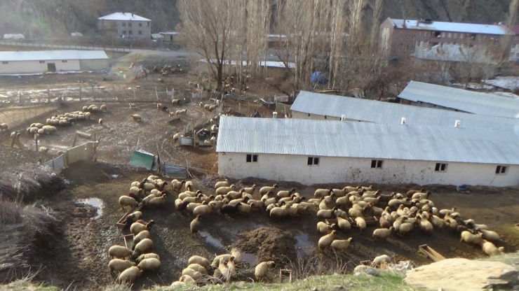 Hakkari’de Kuzulama Dönemi Başladı