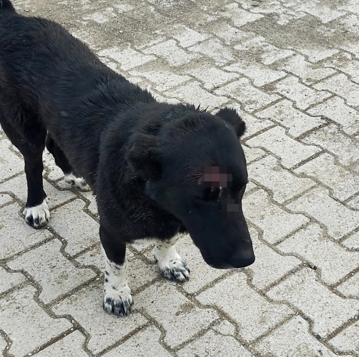 Köpeğe, Köpekle İşkence Anı Kamerada