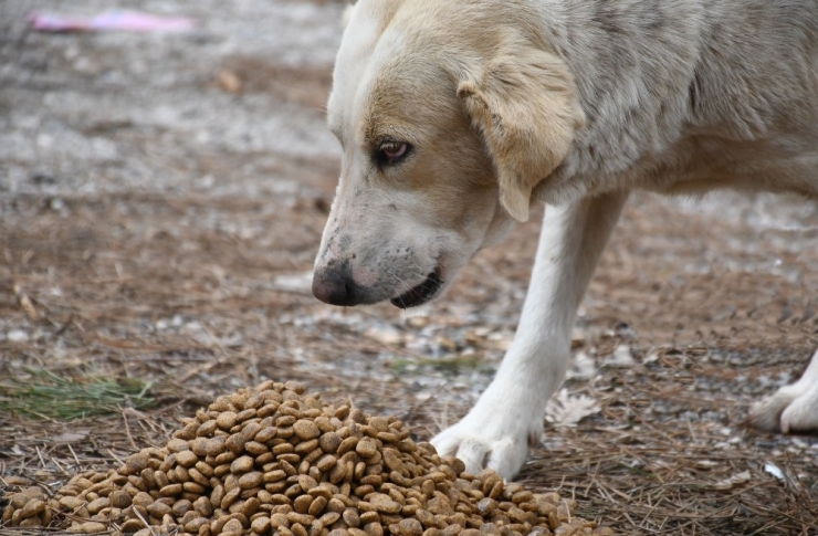 Kestel’de Sokak Hayvanları Yalnız Değil