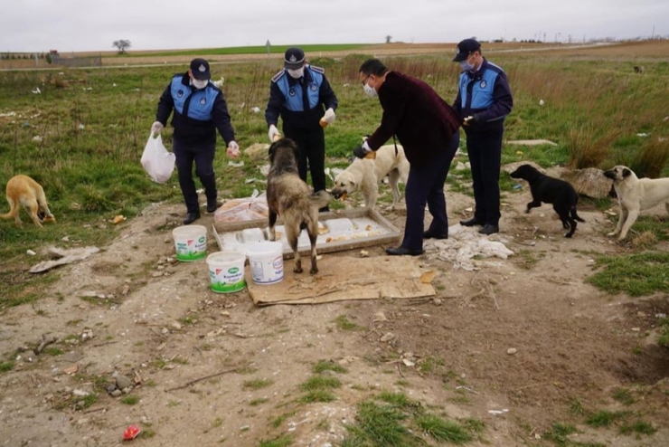Sokak Hayvanları Unutulmadı