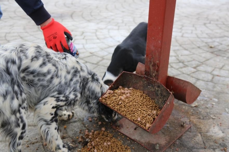 Serdivan Belediyesi Sokak Hayvanlarını Unutmadı