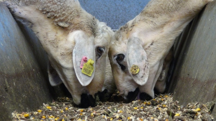 Korona Virüs Fırsatçılarının Yem Fiyatlarında Yaptığı Fahiş Artışa Tepki