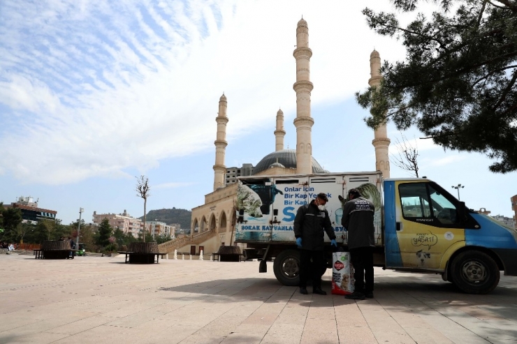 Büyükşehir Belediyesi Sokak Hayvanlarına Sahip Çıkıyor