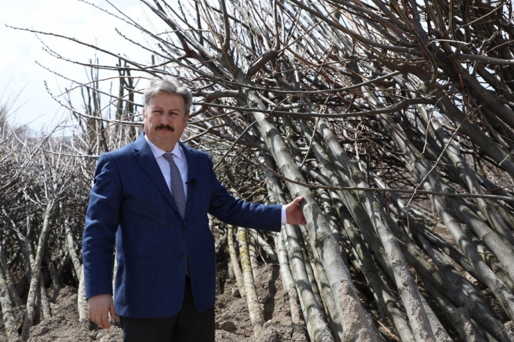 “Fidan Değil Ağaç Dikiyoruz"