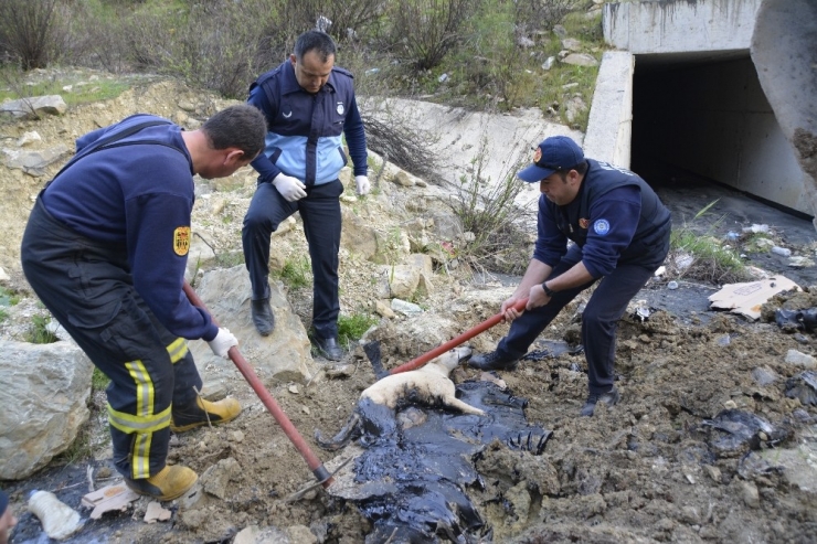 Zifte Yapışan Köpek Ve Kaplumbağalar İki Gün Kurtarılmayı Bekledi