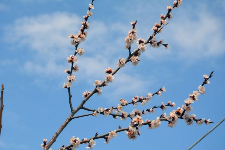 Baharın Müjdecisi Kaysılar Çiçek Açtı