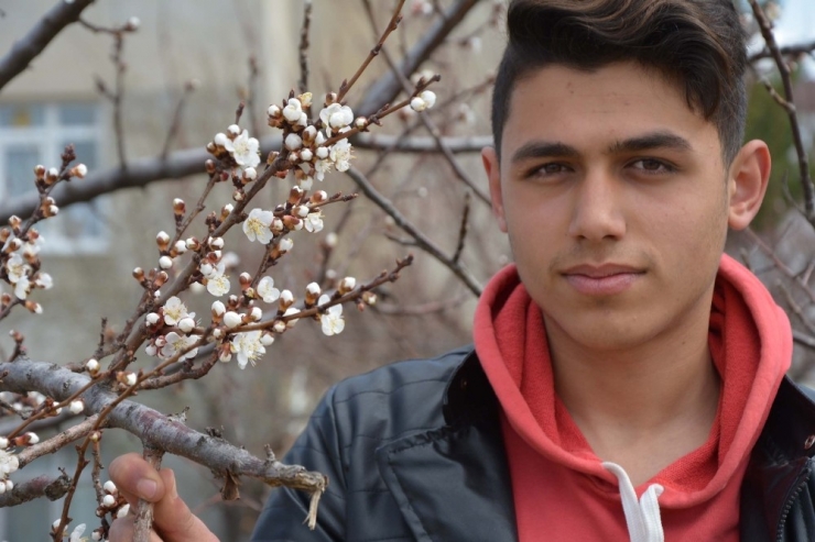 Baharın Müjdecisi Kaysılar Çiçek Açtı