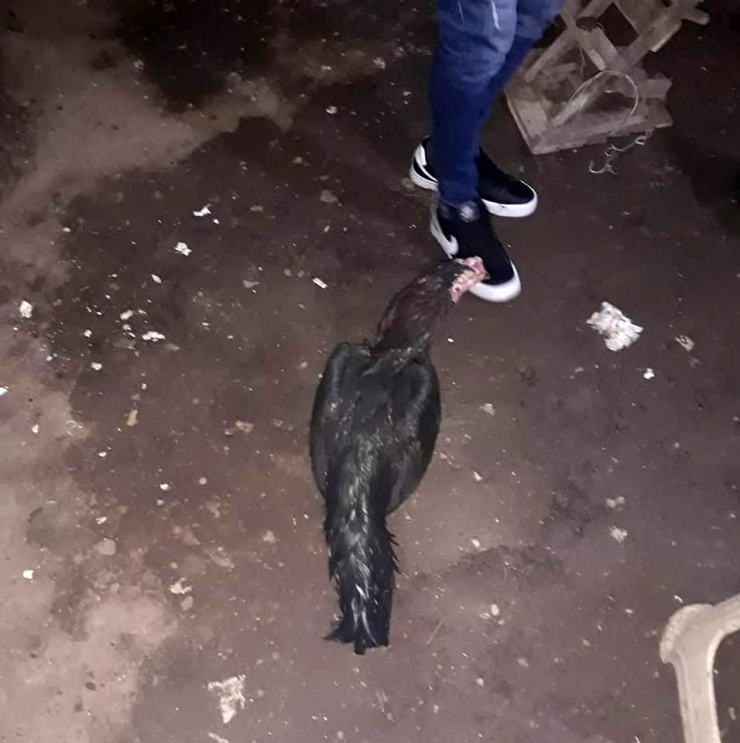 Horoz Dövüştüren Şahıslara Suçüstü