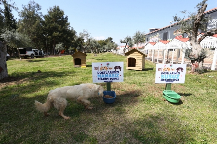 Kepez’de Mama Ve Su Kabı Sayısı Artırıldı