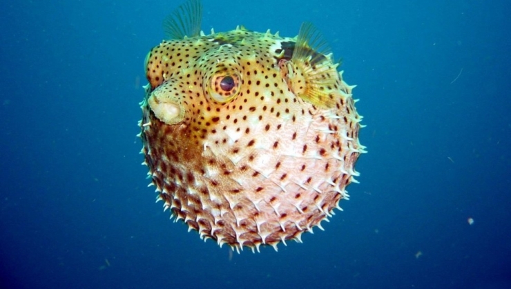 Balon Balığının Avlanma Yasağı Kaldırıldı