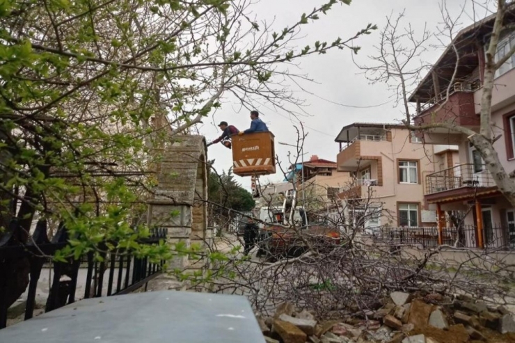 Süleymanpaşa’da Ağaçlar Budanıyor