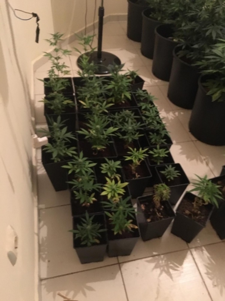 Uyuşturucu Yetiştirilen Villaya Polisten Şok Baskın