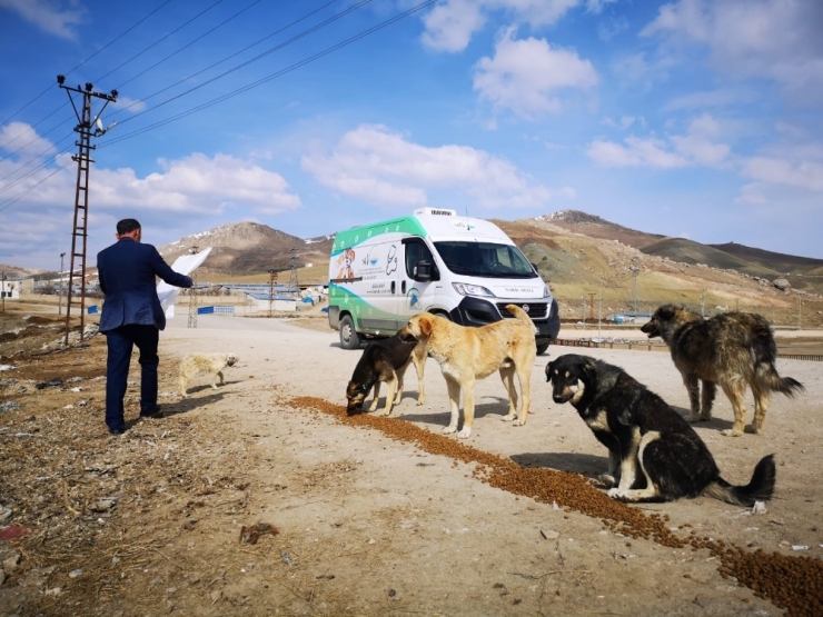 Van Büyükşehir Belediyesi Sokak Hayvanlarını Unutmadı