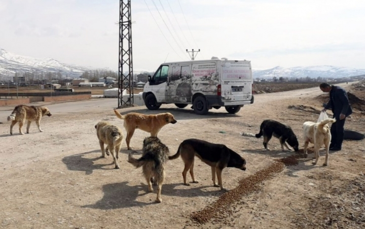 Van Büyükşehir Belediyesi Sokak Hayvanlarını Unutmadı