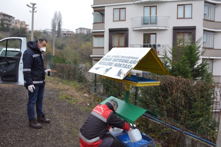 Kdz. Ereğli Belediyesi Sokak Hayvanlarını Unutmuyor
