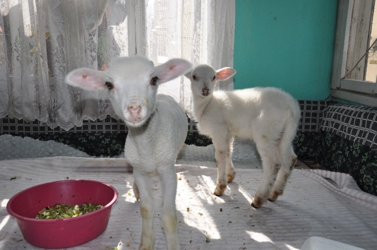 Onun Derdi Kuzuları