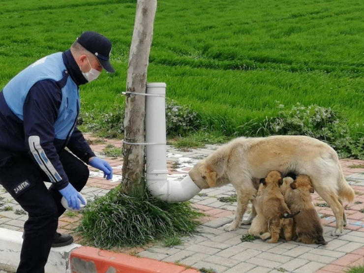 Kırklareli’de Yürekleri Isıtan Görüntü