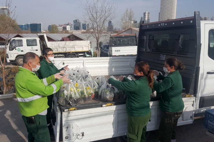 Salgın Nedeniyle Evde Kalan Vatandaşların Balkonu Menekşe İle Süslenecek