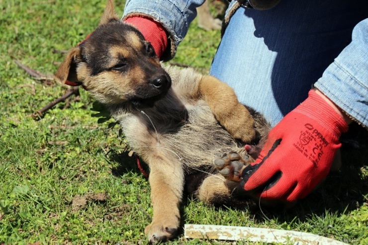 Ekipler, Yavru Köpekler İçin Seferber Oldu