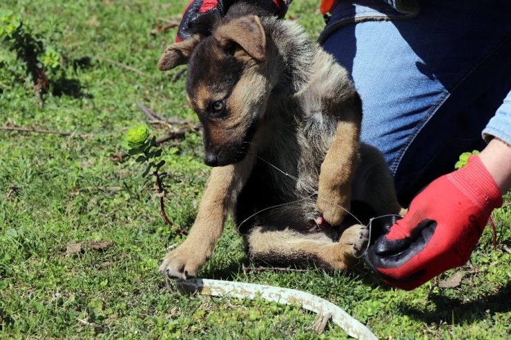 Ekipler, Yavru Köpekler İçin Seferber Oldu