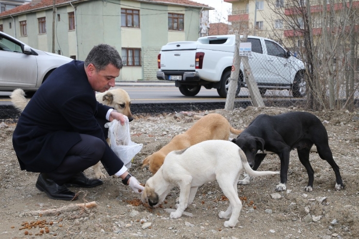 Gölbaşı Belediyesi Sokak Hayvanlarını Yalnız Bırakmadı
