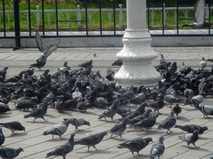 Taksim Meydanı Kuşlara Kaldı