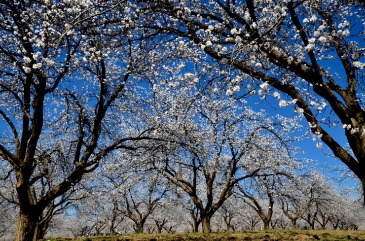 Malatya, Kayısı Çiçeği Gelinliğine Büründü