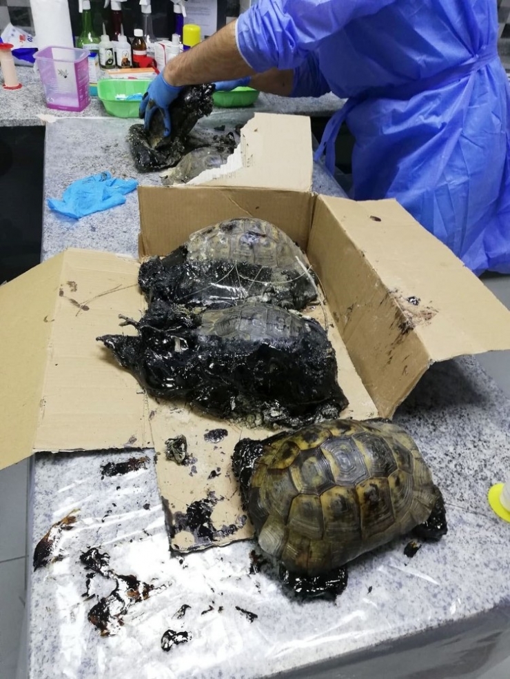 Ziftten Kurtarılan Kaplumbağalardan Biri Öldü, Köpek Ve Diğerlerinin Tedavisi Sürüyor