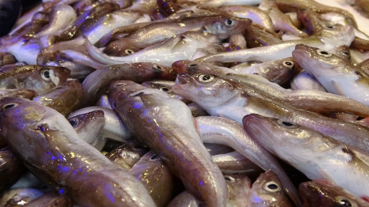 Trabzon’da Balık Tezgahlarında ‘Korona’ Sessizliği