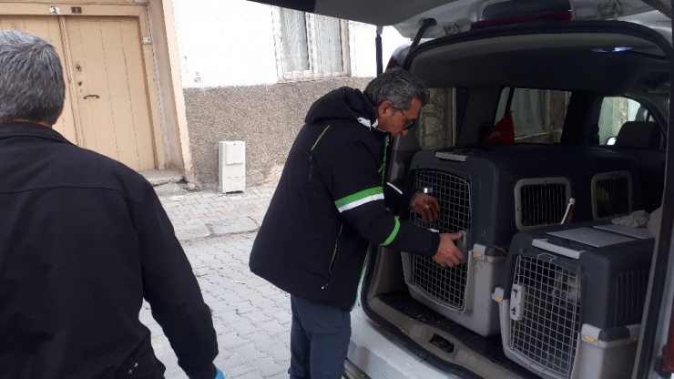 Trafik Kazasında Yaralan 3 Köpek Tedavi İçin İstanbul’a Gönderildi