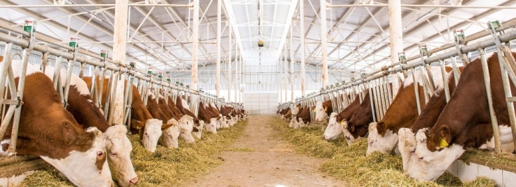 Süt Üreticileri Birliği Başkanı Tuna: