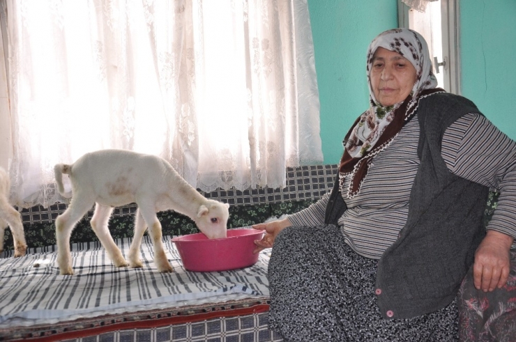 O Nine Kuzularının Hikayesini Anlattı