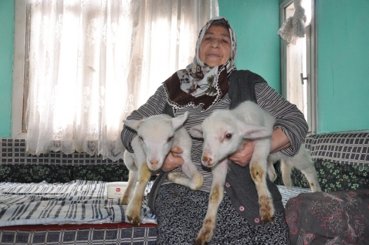 O Nine Kuzularının Hikayesini Anlattı