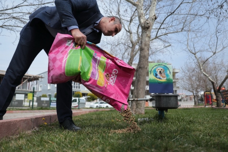 Akhisar’da Sokak Hayvanları Unutulmadı