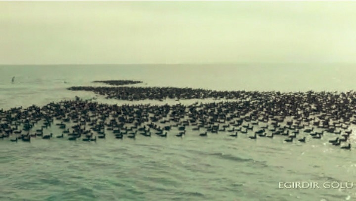 Kış Ortası Su Kuşu Sayımları Gerçekleştirildi