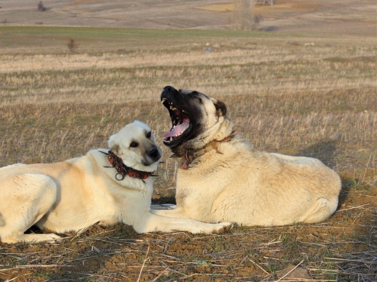 Köpeklerin Koyun Sürüsüne Saldıran Kurdu Öldürme Anları Kamerada