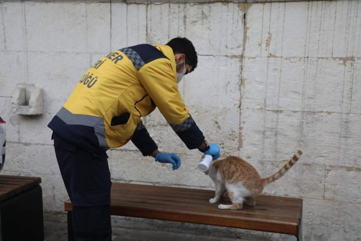 Eyüspultan’da Sokak Hayvanları Unutulmadı