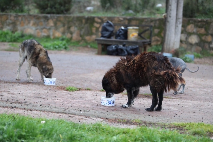 Kartal Belediyesi, Sokak Hayvanlarının Yanında