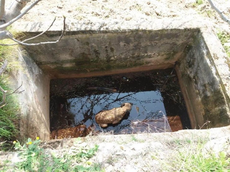 Sulama Kuyusuna Düşen Yavru Köpeği İtfaiye Kurtardı