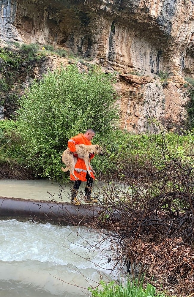 Dere Kenarında Mahsur Kalan Köpek Nefes Kesen Operasyonla Kurtarıldı