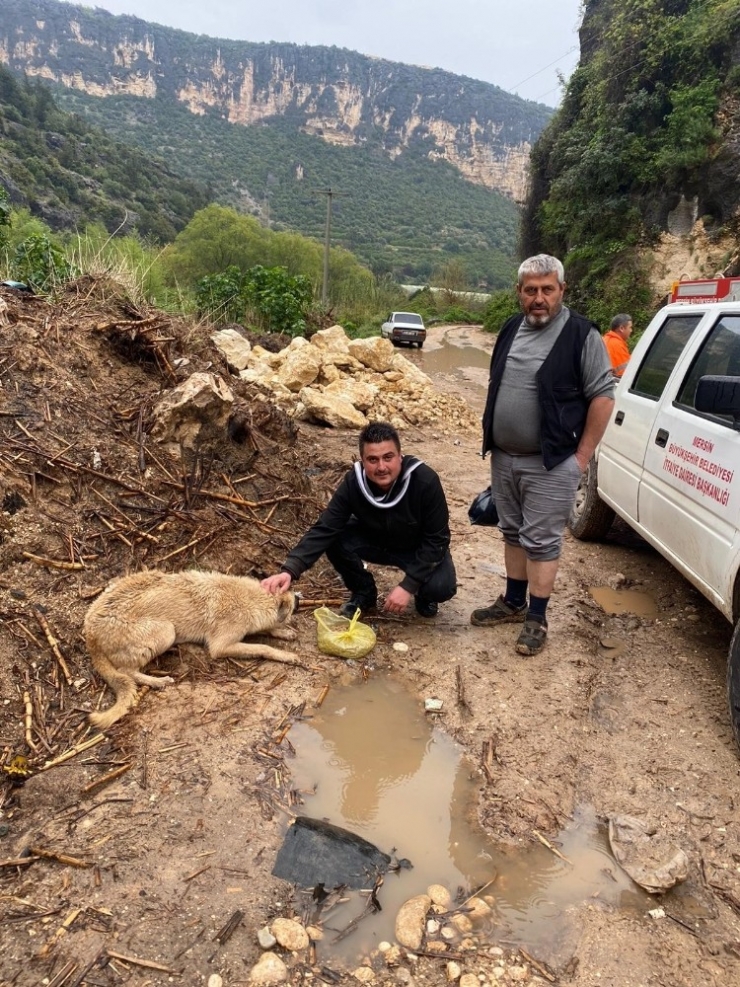 Vadide Sel Sularıyla Mahsur Kalan 2 Köpek Ve 3 Kedi Kurtarıldı