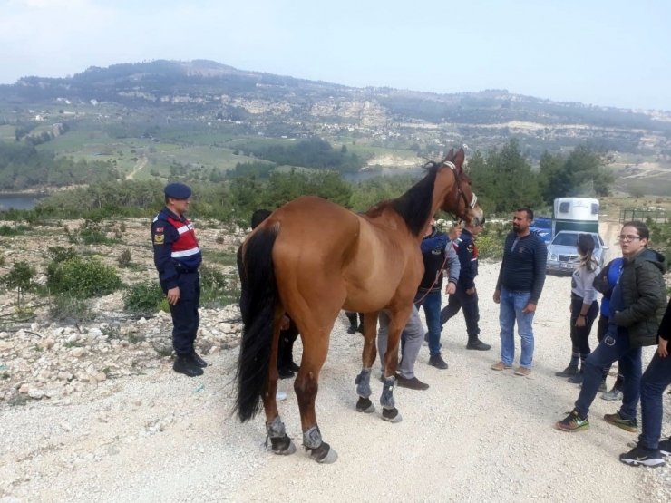 Kaybolan 100 Bin Liralık At, Ormanlık Alanda Bulundu