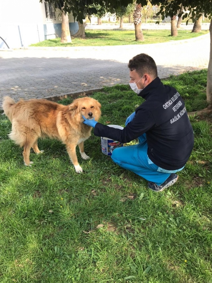 Ortaca Belediyesinden ‘Can Dostlara’ Mama Ve Su Takviyesi