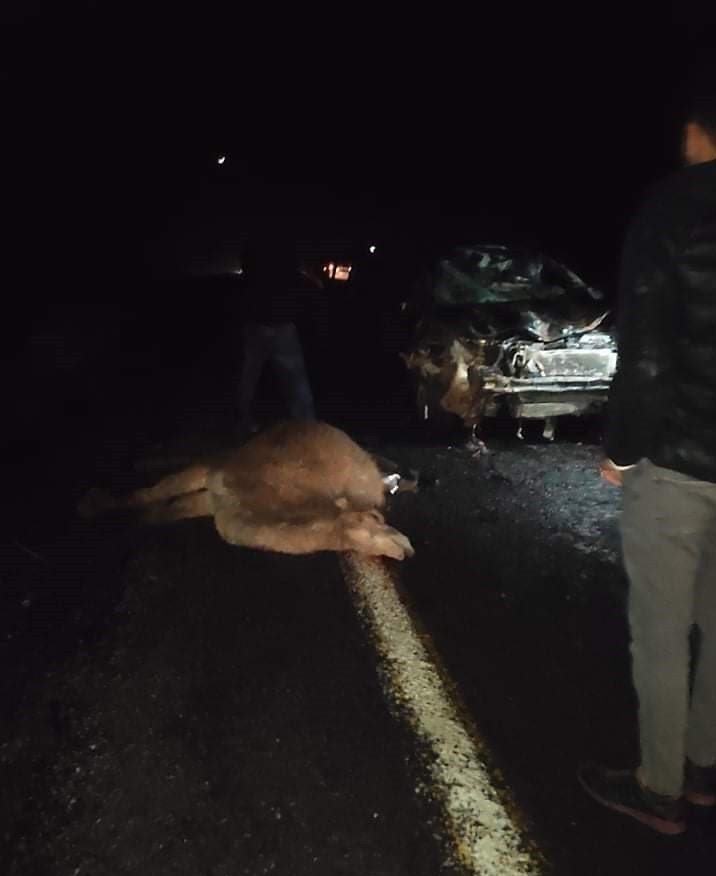 Otomobil Deve Sürüsünün Arasına Daldı: 4 Deve Telef Oldu