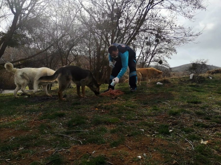 Sincan’da Sokak Hayvanlarına Mama Desteği