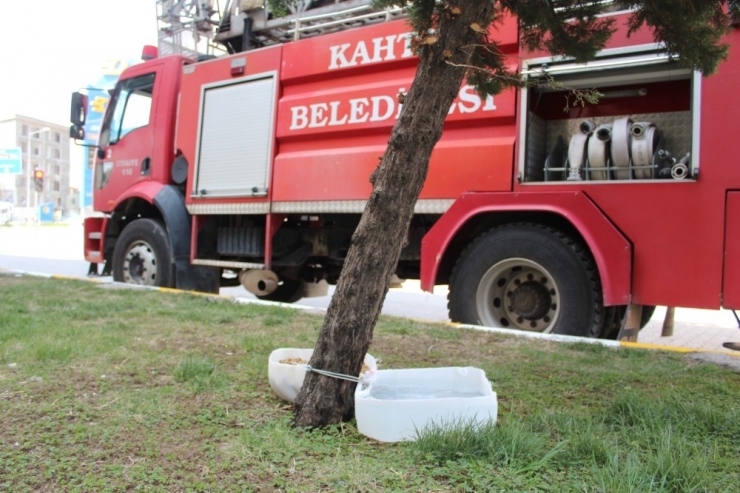 Kahta’da Sokak Hayvanları İçin Mama Ve Su Bırakılıyor