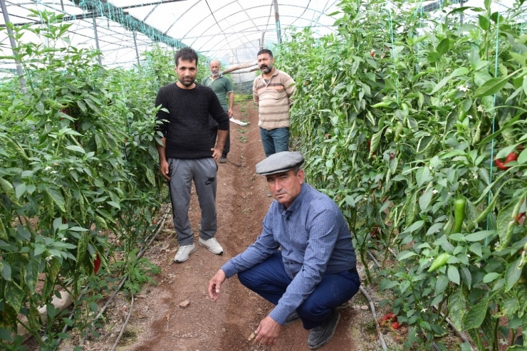 Fiyatı 50 Kuruşa Düşen Domates Üreticinin Elinde Kaldı