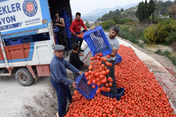 Fiyatı 50 Kuruşa Düşen Domates Üreticinin Elinde Kaldı