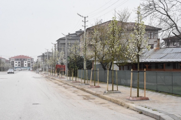 Düzce Mis Gibi Kokacak