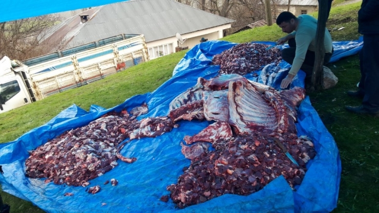 Şemdinli’de 4 Büyükbaş Hayvan Belaların Def Edilmesi İçin Kesildi